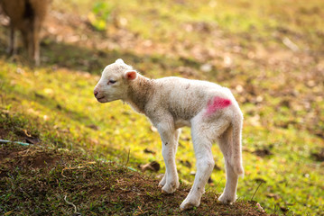 'Lambs at sunny day in winter in the grass on the Mae Hong Son at thailand . 