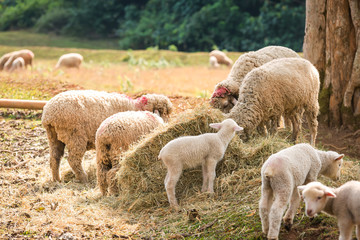 Obraz na płótnie Canvas sheep and lambs grazing on a straw on a sunny day.