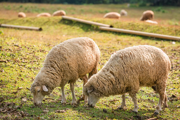 Obraz premium sheep and lambs grazing on a green field on a sunny day.