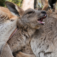 Fototapeta premium Kangaroo joey yawns while resting in her mother's pouch