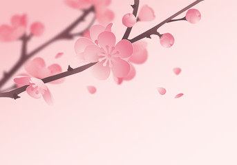 Cherry blossom in spring