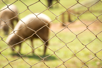 Fototapeta premium selective focus of wired fence with blurry green field and sheep on background.