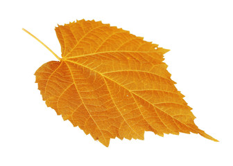 Beautiful green leaf, isolated on white