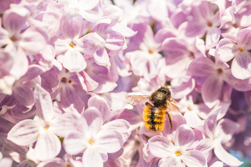 The bee on the flower. 