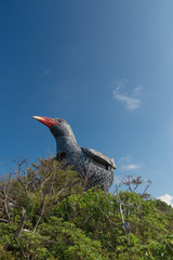 沖縄県　ヤンバルクイナ展望台