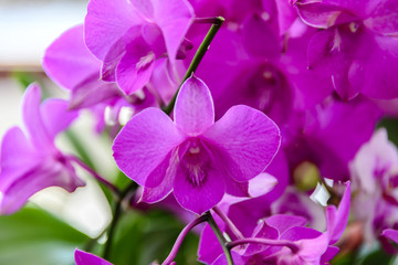 pink  orchid on blur background