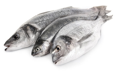 Fresh fish in a row isolated on white background