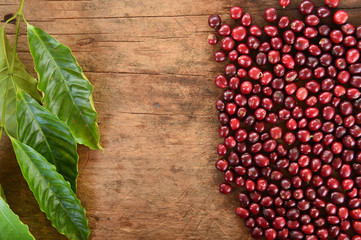 Close up of coffee beans ripening with leaf on wooden backgourng