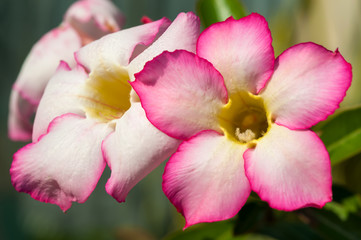Close up desert rose background
