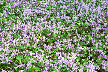 Obraz premium Purple flower in the garden (Plectranthus Mona Lavender flowers)