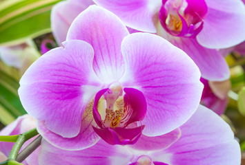 Close up pink orchid flower