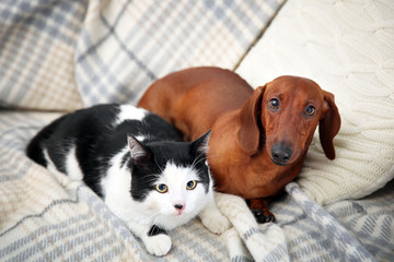 Beautiful cat and dachshund dog on plaid