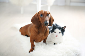 Beautiful cat and dachshund dog on rug, indoor