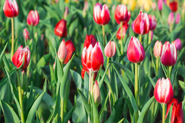 beautiful Red tulip in thaikand garden
