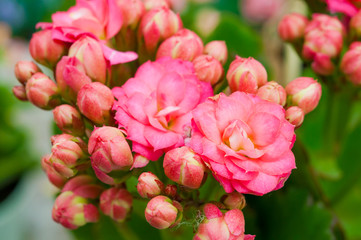 Obraz na płótnie Canvas Close up pink flower in the garden