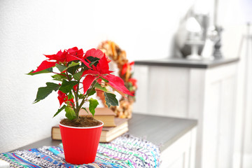 Christmas flower poinsettia and decorations on shelf with Christmas decorations, on light background