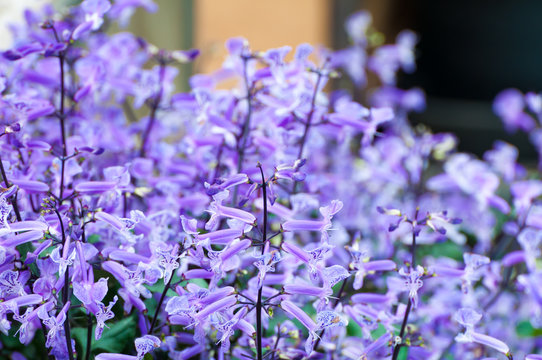 Fototapeta Purple flower in the garden (Plectranthus Mona Lavender flowers)