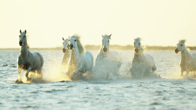 France Camargue horses running rider cowboy water 