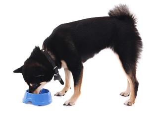 Siba inu dog with a blue bowl isolated on white