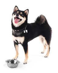 Naklejka na ściany i meble Siba inu dog with a bowl isolated on white