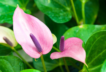 Flamingo Flower