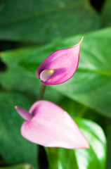 Flamingo Flower