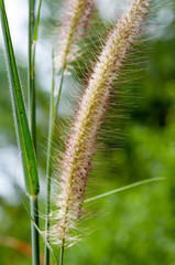 Flower of grass
