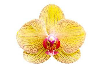 Close up yellow orchid