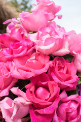 beautiful of flowers in the garden