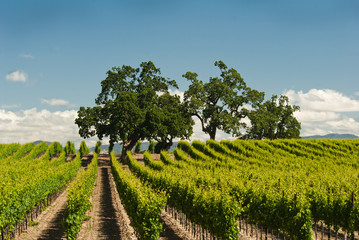 Vineyard in Spring