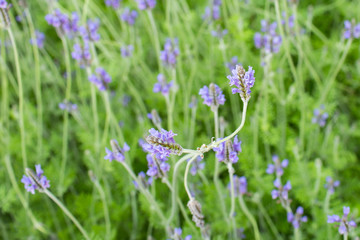 Obraz premium beautiful of flowers in the garden