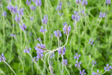 Obraz premium beautiful of flowers in the garden