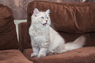 Fototapeta premium Persian cats