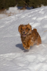 cocker spaniel in the snow