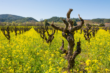 Early Spring Vineyard with Mustard in Full Bloom, Sonoma County, California, USA