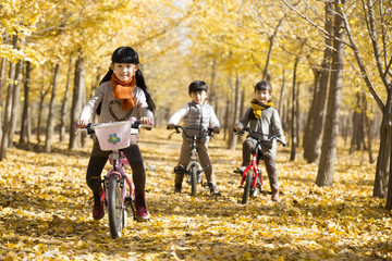 Fototapeta premium Three children cycling in autumn woods
