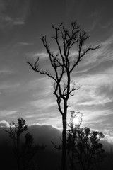 Fototapeta na wymiar Branch of dead tree, Black and white (monochrome) picture.