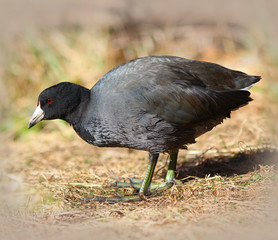 American Coot Walking