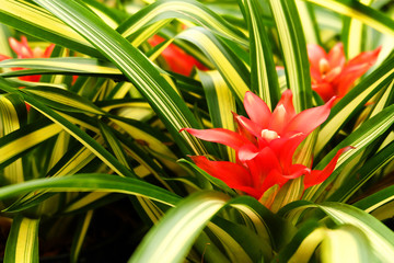 flowers red guzmania lingulata background