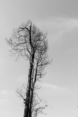 Branch of dead tree, Black and white (monochrome) picture.