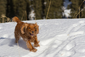 cocker spaniel in the snow