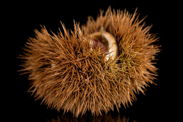 Chestnuts on a black reflective background