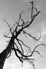 Branch of dead tree, Black and white (monochrome) picture.