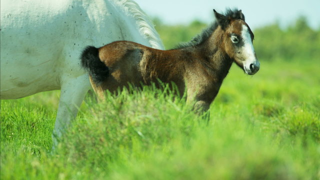 Camargue horse foal baby young wild livestock travel