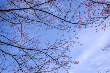 Wild Himalayan Cherry , Sakura , Cherry Blossoms grows in the mountains and creates fabulous pink blossoms each winter at Northern Thailand with  blue sky on background.