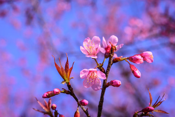 closeup and selective focus  of Wild Himalayan Cherry , Sakura , Cherry Blossoms at Northern Thailand with  blue sky on background.