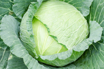 Obraz premium Close up of fresh cabbage