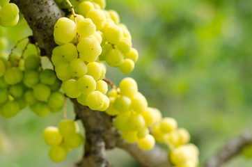 Star gooseberry on the tree,tropical fruit