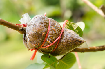 Grafting on guava tree branch,induced root,agricultural technique