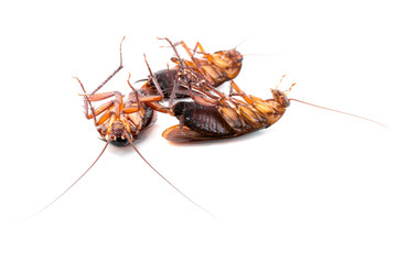 Cockroaches dead on white background